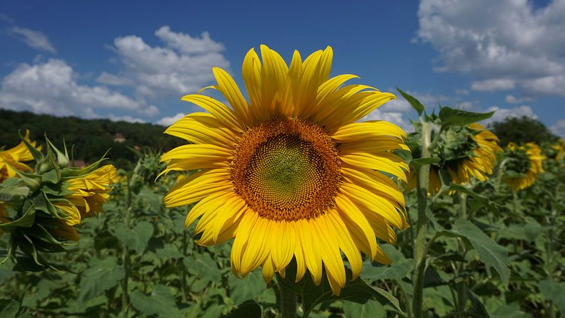 Sonnenblume in der Dordogne von Gerard van der Vries