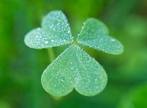Bosbessenblad met ochtenddauw