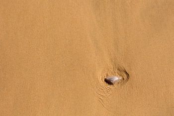 Trouvé – un coquillage dans le sable de la plage