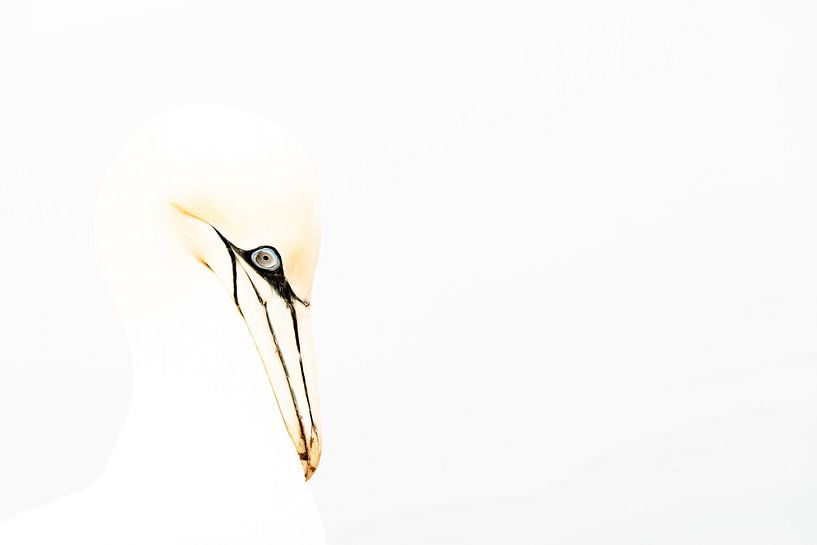Blanc par Jan Lambert