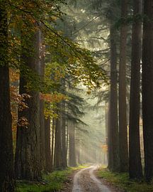 Towards the light by Jeroen Schouten