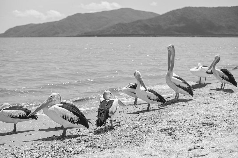 Pelican Break von DsDuppenPhotography