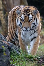 Siberian Tiger by Shirley Kroos