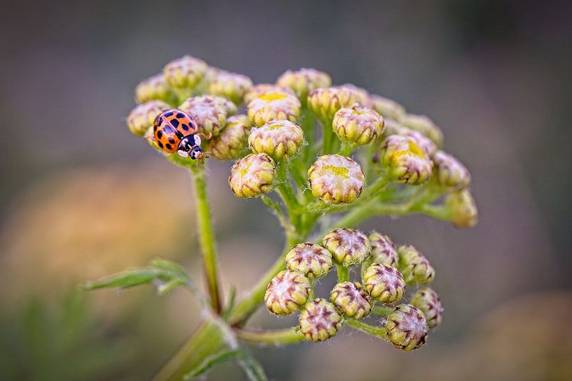 Ladybug by Rob Boon