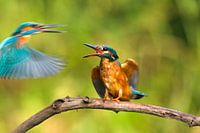 kingfishers in battle