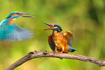kingfishers in battle by Berry Brons