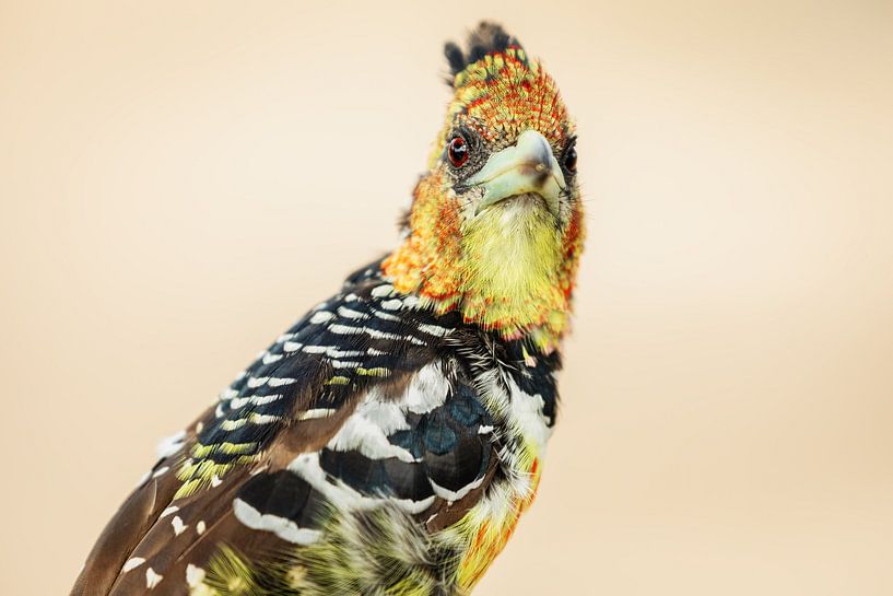 Crested Barbet by Meleah Fotografie