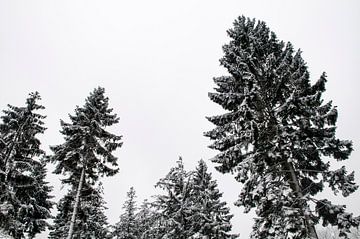 Winter pine trees upwards view by Sjoerd van der Wal Photography