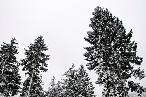 Dennebomen in de winter