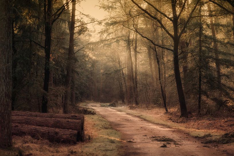 Forest trail in winter by Awesome Wonder