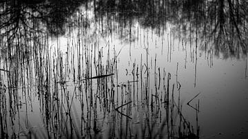 riet in het water, reflecties van de bomenrij op de achtergrond van Hans de Waay