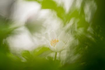 Wood anemone by Moetwil en van Dijk - Fotografie