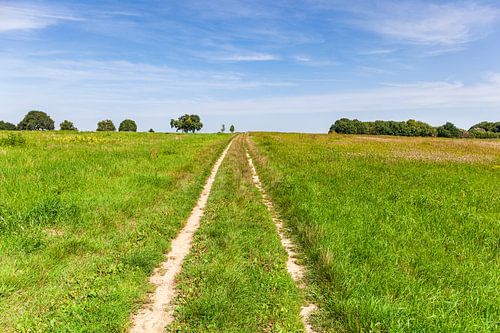 Cart track on the Kollenberg near Sittard
