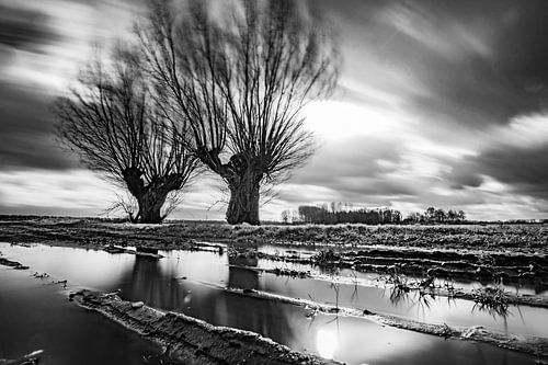 Knotwilgen,Wind, Water, Spiegeling.