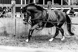 Longeren van een pony