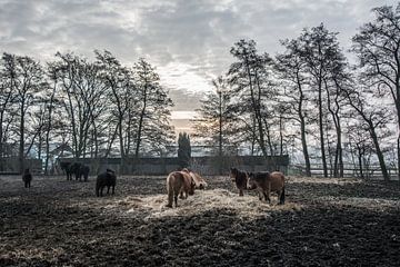 Paarden en wat voer von Marco Bakker