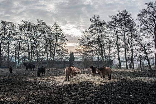 Paarden en wat voer
