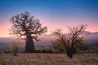 Sunset with trees in Madagascar.