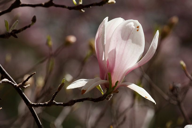 Pink magnolia flowers on tree branches ,Germany by Torsten Krüger