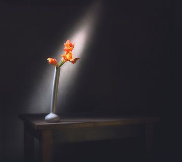 Gladiolusbloem in een lichtstraal. Minimalisme van Mykhailo Sherman