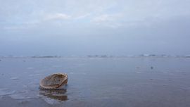 Schelp op het strand bij zonsondergang. by Tienet Van Laarhoven