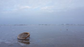 Schelp op het strand bij zonsondergang.