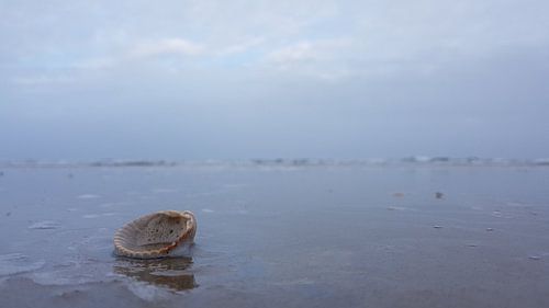 Schelp op het strand bij zonsondergang.