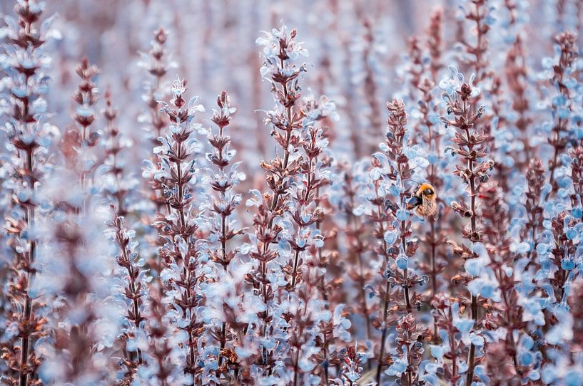 Hellblaue Gartenblumen mit einer Biene von Yanuschka Fotografie | Noordwijk