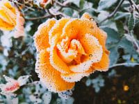 Ice Rose