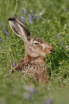 cool and funny... Brown Hare *Lepus europaeus* van wunderbare Erde