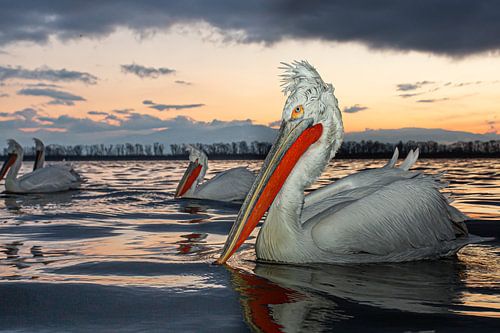 Kruzianpelikane im ersten Licht in Griechenland.