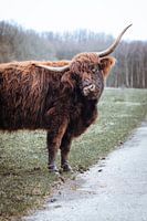 Schotse Hooglander - Amsterdamse Bos
