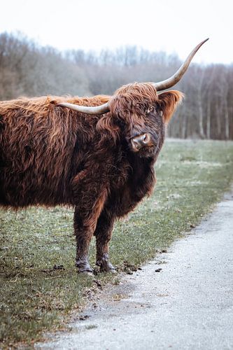 Highlander écossais - Forêt d'Amsterdam