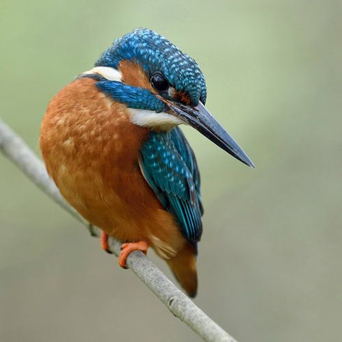 Martin-pêcheur ("Alcedo atthis"), chasseur coloré