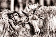 twee schapen op de heide in Zeist van Hans de Waay thumbnail