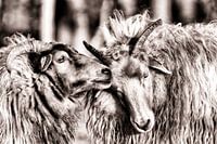 twee schapen op de heide in Zeist