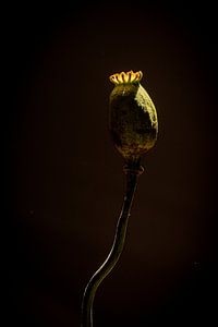 Botanischer Mohn