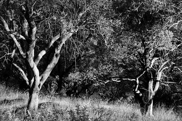 OLIVE TREES 2 by Miroslav Ptacek