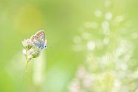 Blue grass