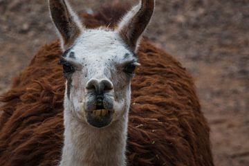 Portret van een Lama van Dustin Musch