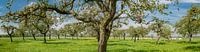 Voorjaar in de boomgaard met oude appelbomen van Sjoerd van der Wal Fotografie thumbnail
