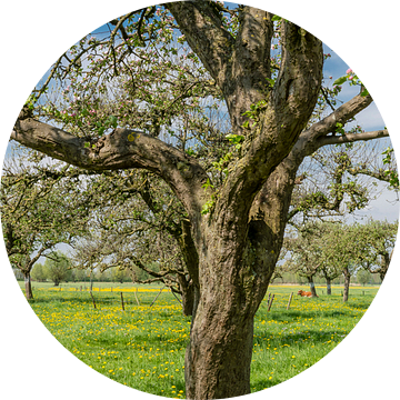 Voorjaar in de boomgaard met oude appelbomen van Sjoerd van der Wal Fotografie