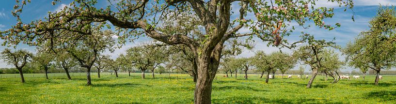 Voorjaar in de boomgaard met oude appelbomen van Sjoerd van der Wal Fotografie