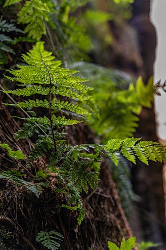 The fern by the wayside