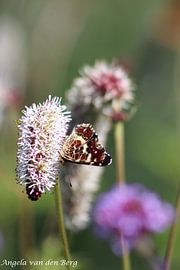 Butterfly by Angela van den Berg
