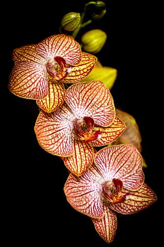Trio Orchide van marco voet