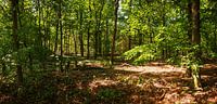 Im Wald von Frank Herrmann Miniaturansicht