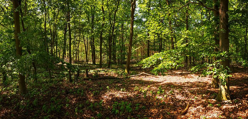 Im Wald von Frank Herrmann