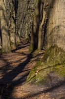 Door de bomen het bos