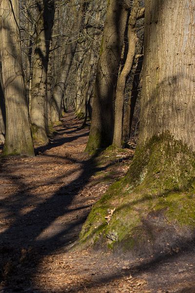See the forest for the trees by Marco Leeggangers